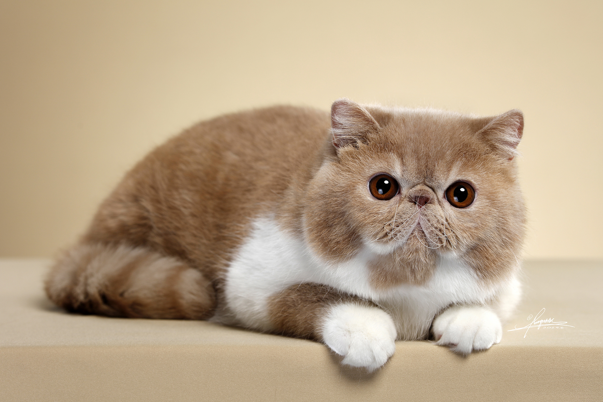 猫咪知识：加菲猫和波斯猫到底哪个容易饲养？
